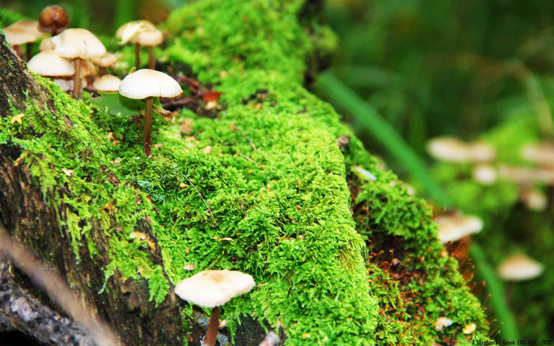 2024年德国队的精彩表现：从逆境到顶峰的蜕变，2024德国欧洲杯赛程